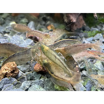 Ghost shrimp cluster.