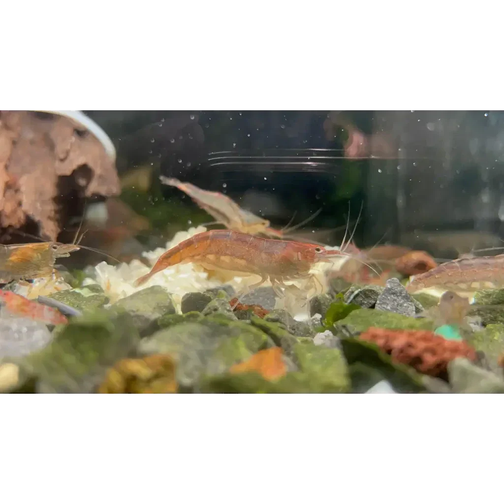 Aquarium shrimp cluster.