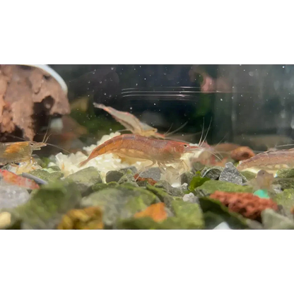 Aquarium shrimp cluster.
