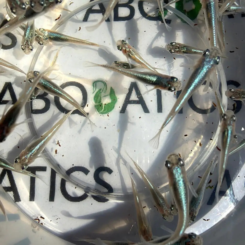 Transparent, slender fish with iridescent blue-green stripes and delicate fins.