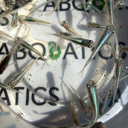 Transparent, slender fish with iridescent blue-green stripes and delicate fins.