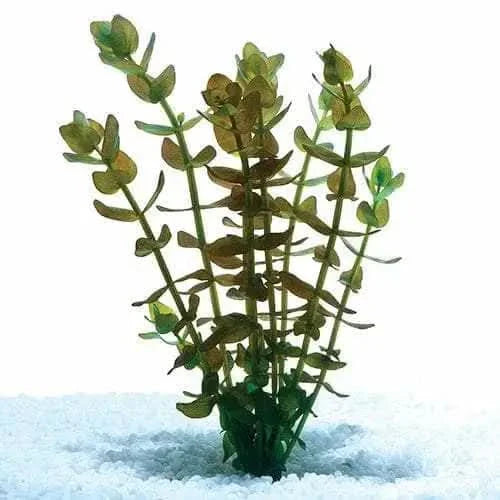 Green aquatic plant.