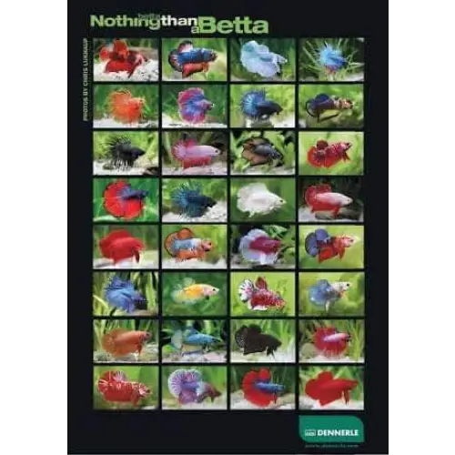 Betta Poster
