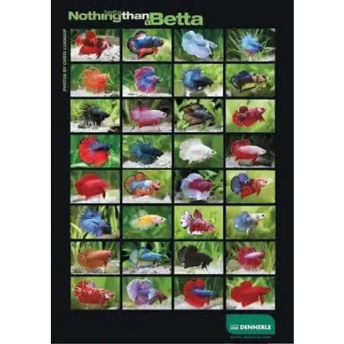 Collage of colorful betta fish.