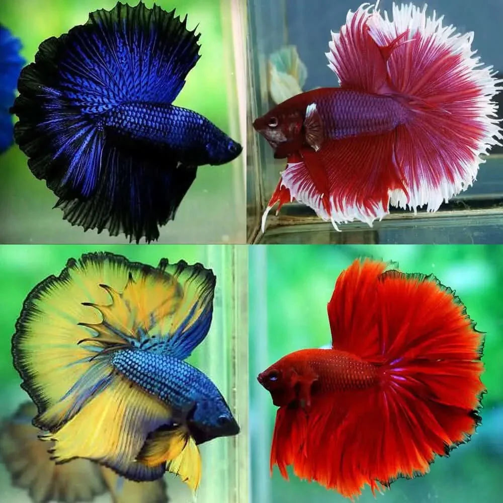 Four colorful betta fish.