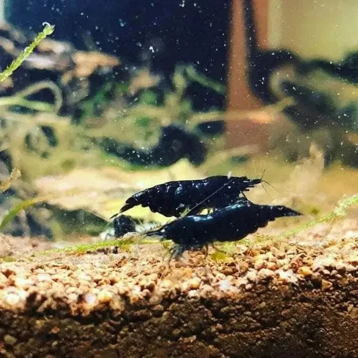 Two black shrimp.