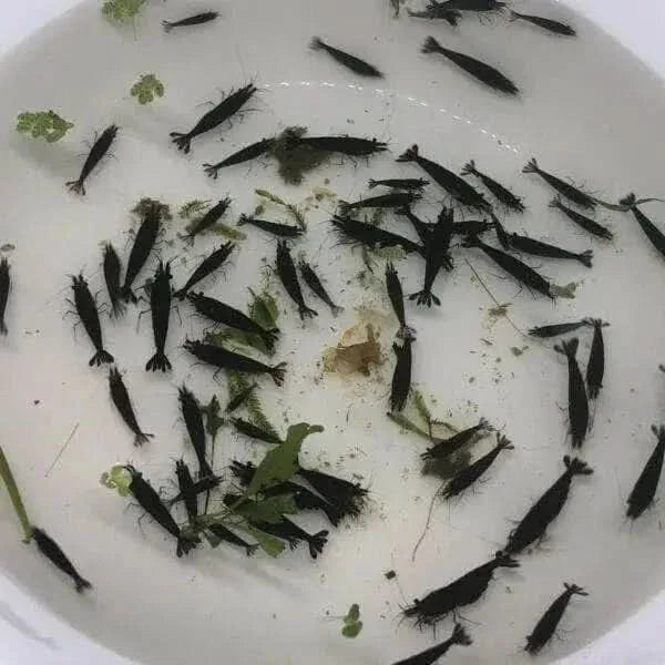 Bowl of black shrimp.