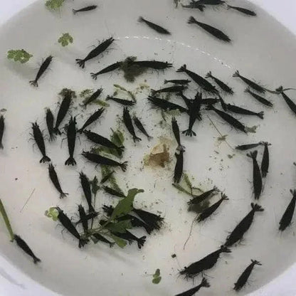Bowl of black shrimp.
