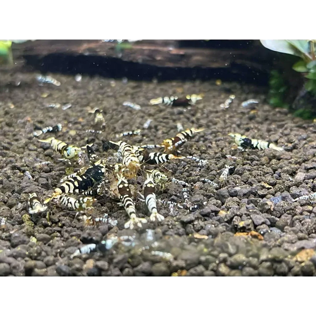 Black and white striped shrimp.