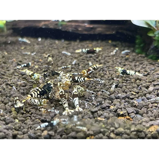 Black and white striped shrimp.