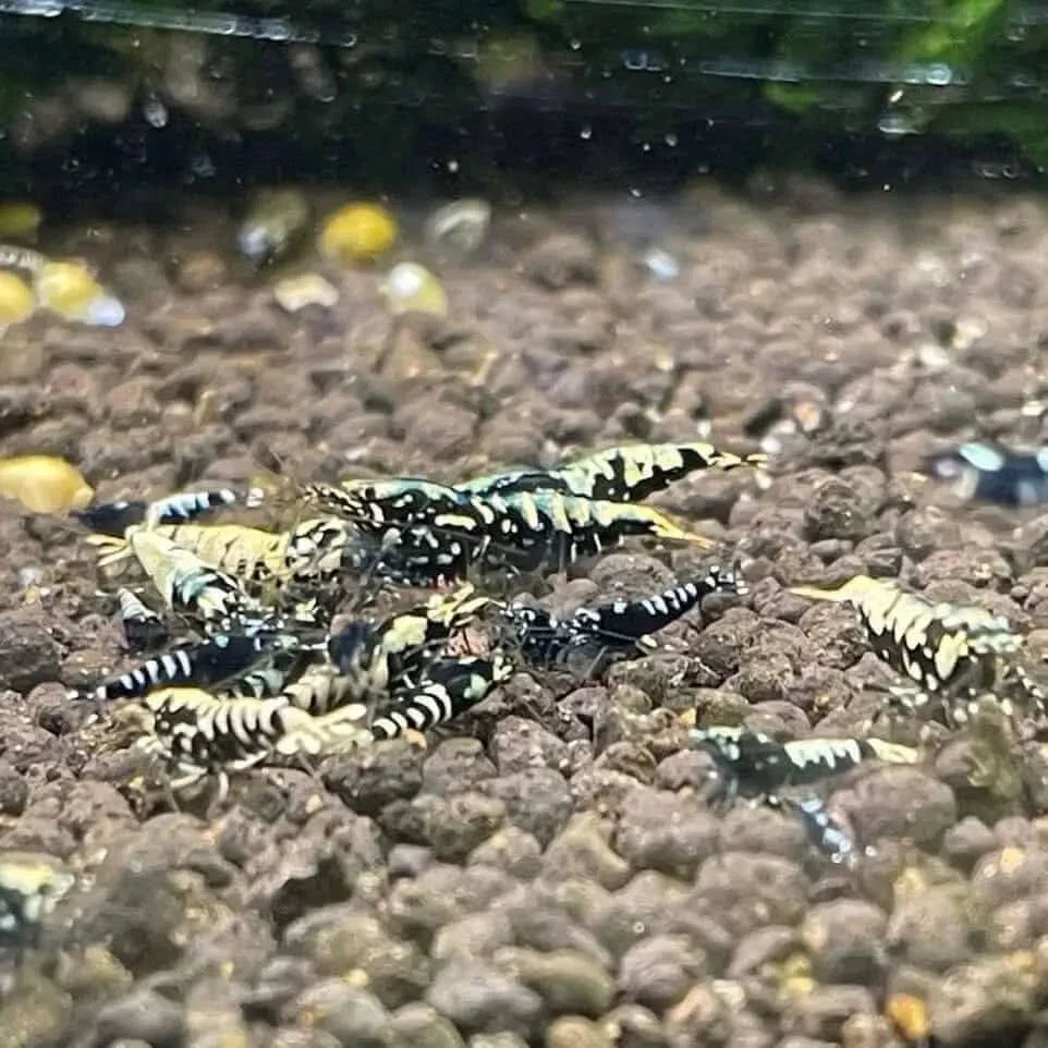 Black and white patterned shrimp.