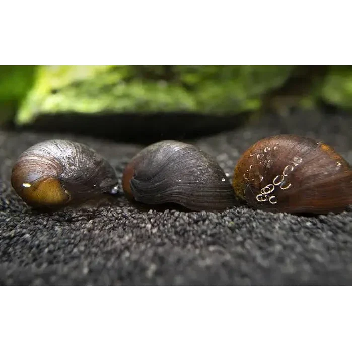Three aquatic snails.