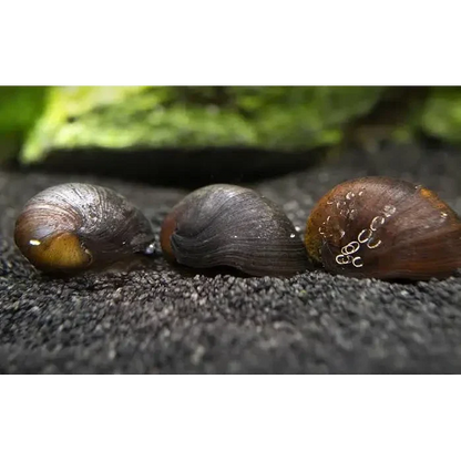 Three aquatic snails.