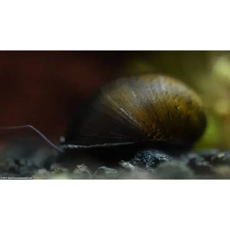 Olive-colored snail with a smooth shell.