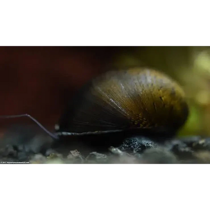 Olive-colored snail with a smooth shell.