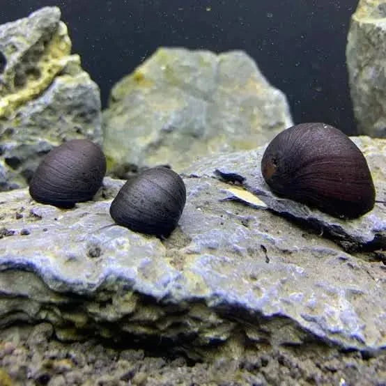 Three dark-shelled snails.