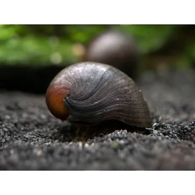Dark, spiraled snail shell.