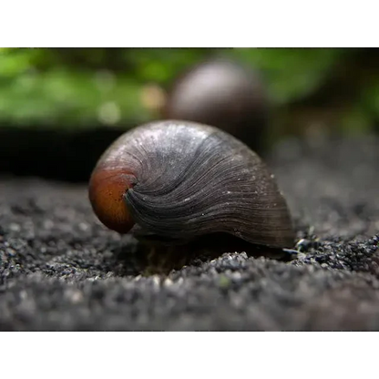 Dark, spiraled snail shell.