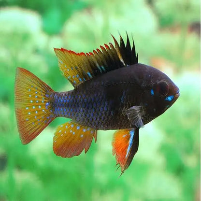 Vibrant black ram cichlid.