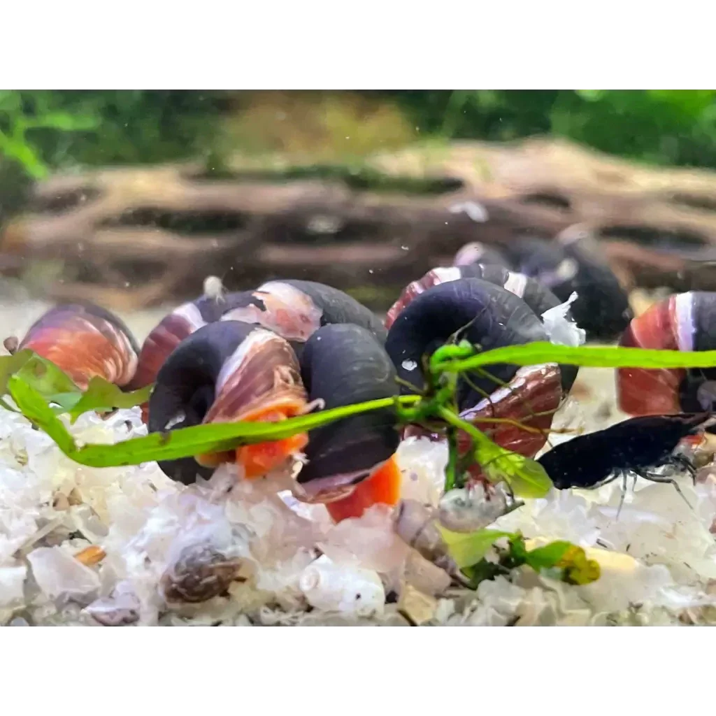Aquarium snails with striped shells.
