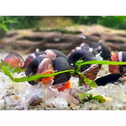 Aquarium snails with striped shells.