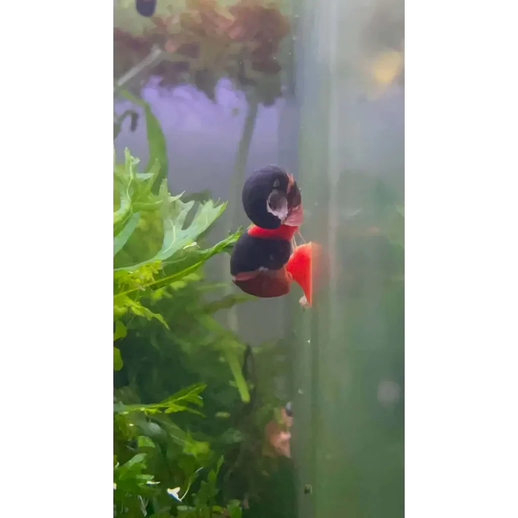 Black and red snail.
