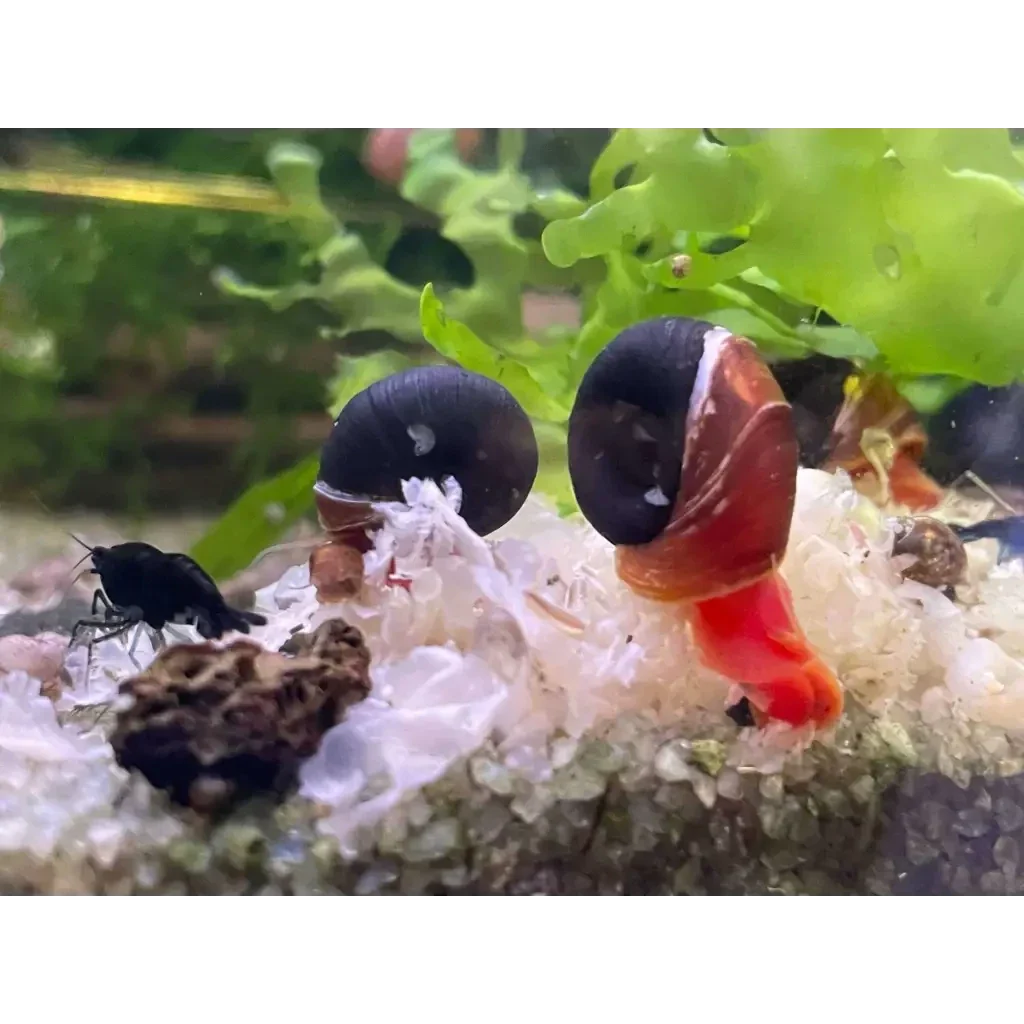 Aquarium snails with dark shells.