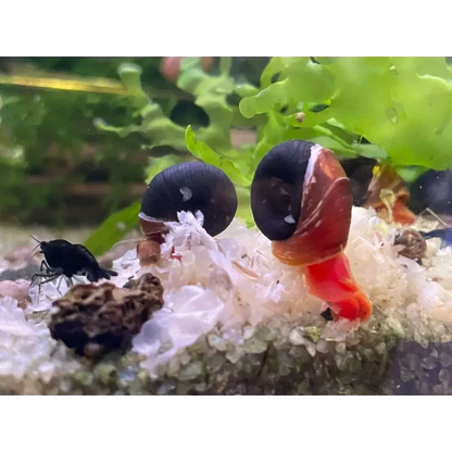 Aquarium snails with dark shells.