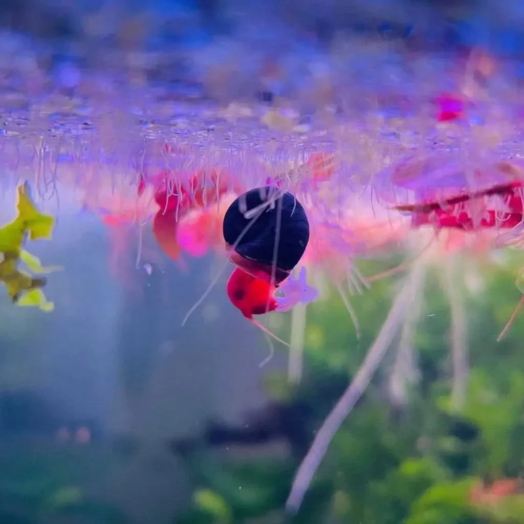 Aquatic plant with red and black fruit.