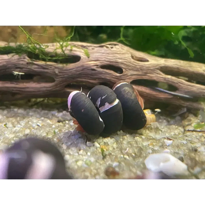 Black and white striped snails.