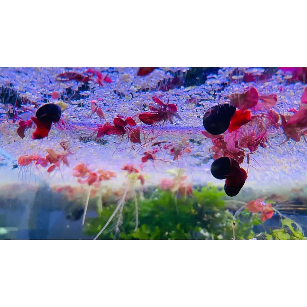 Aquatic plants with red leaves and long roots.