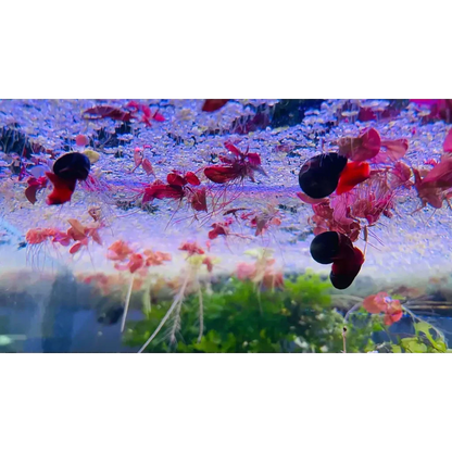 Aquatic plants with red leaves and long roots.