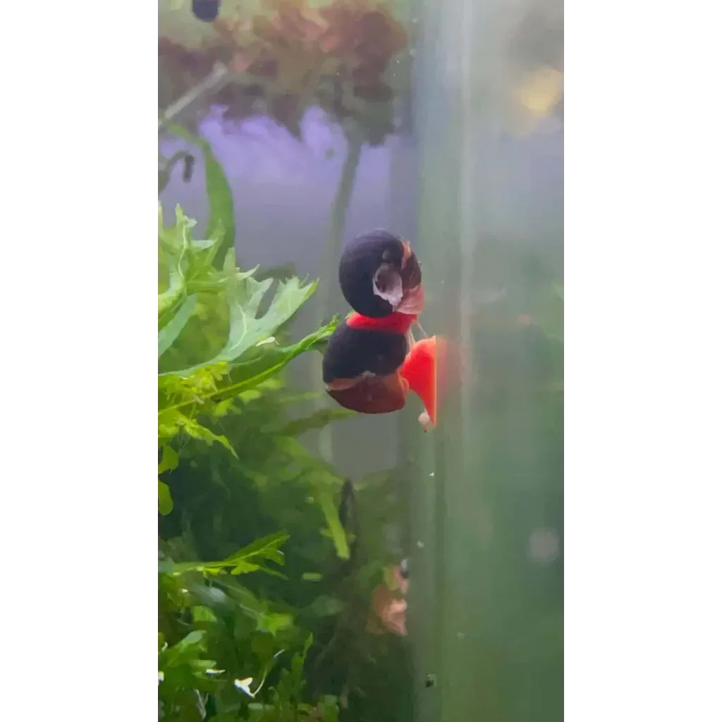 Aquarium snail with black and red shell.