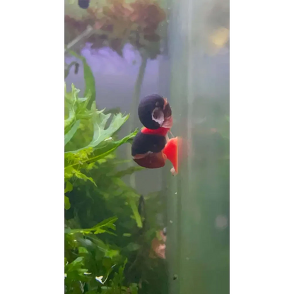 Aquarium snail with black and red shell.