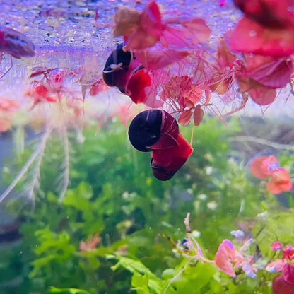 Red and black snail.