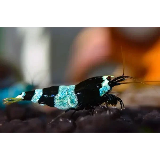 Black and blue shrimp.