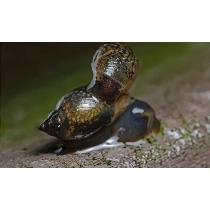 Three snails clustered together.