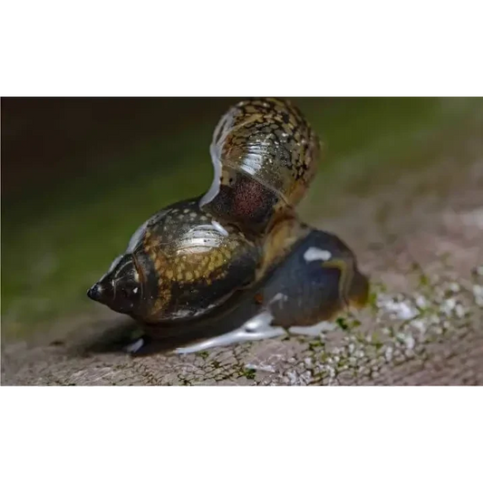 Three snails clustered together.
