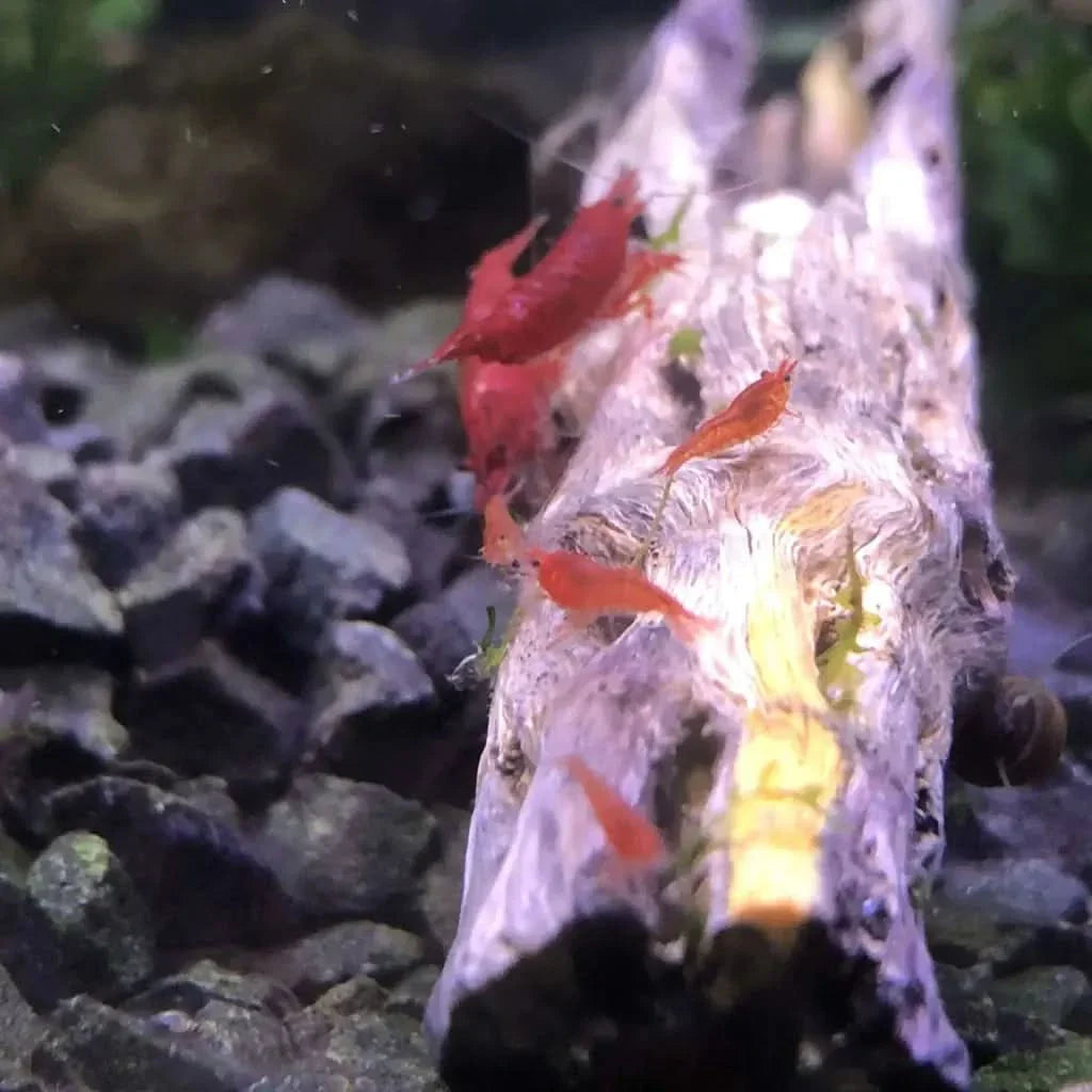 Red cherry shrimp on driftwood.