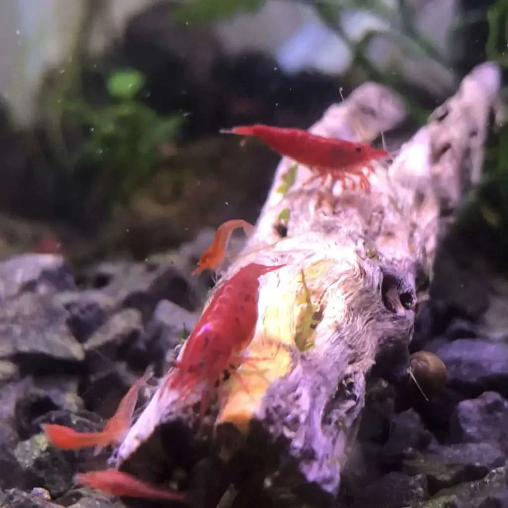 Red cherry shrimp on driftwood.