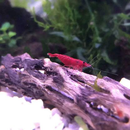 Vibrant red cherry shrimp.