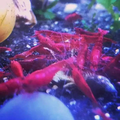 Cluster of red cherry shrimp.
