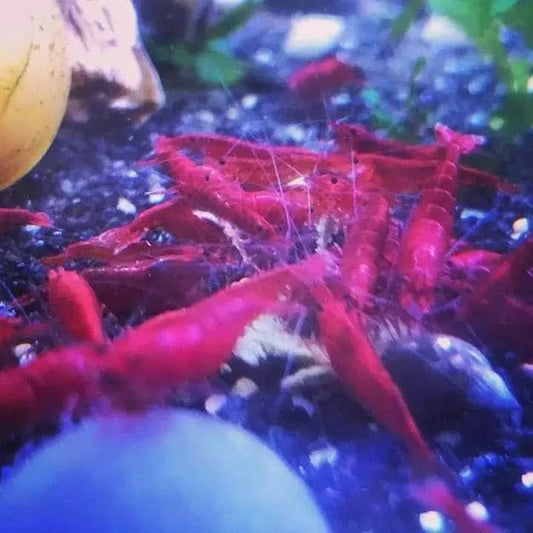 Cluster of red cherry shrimp.