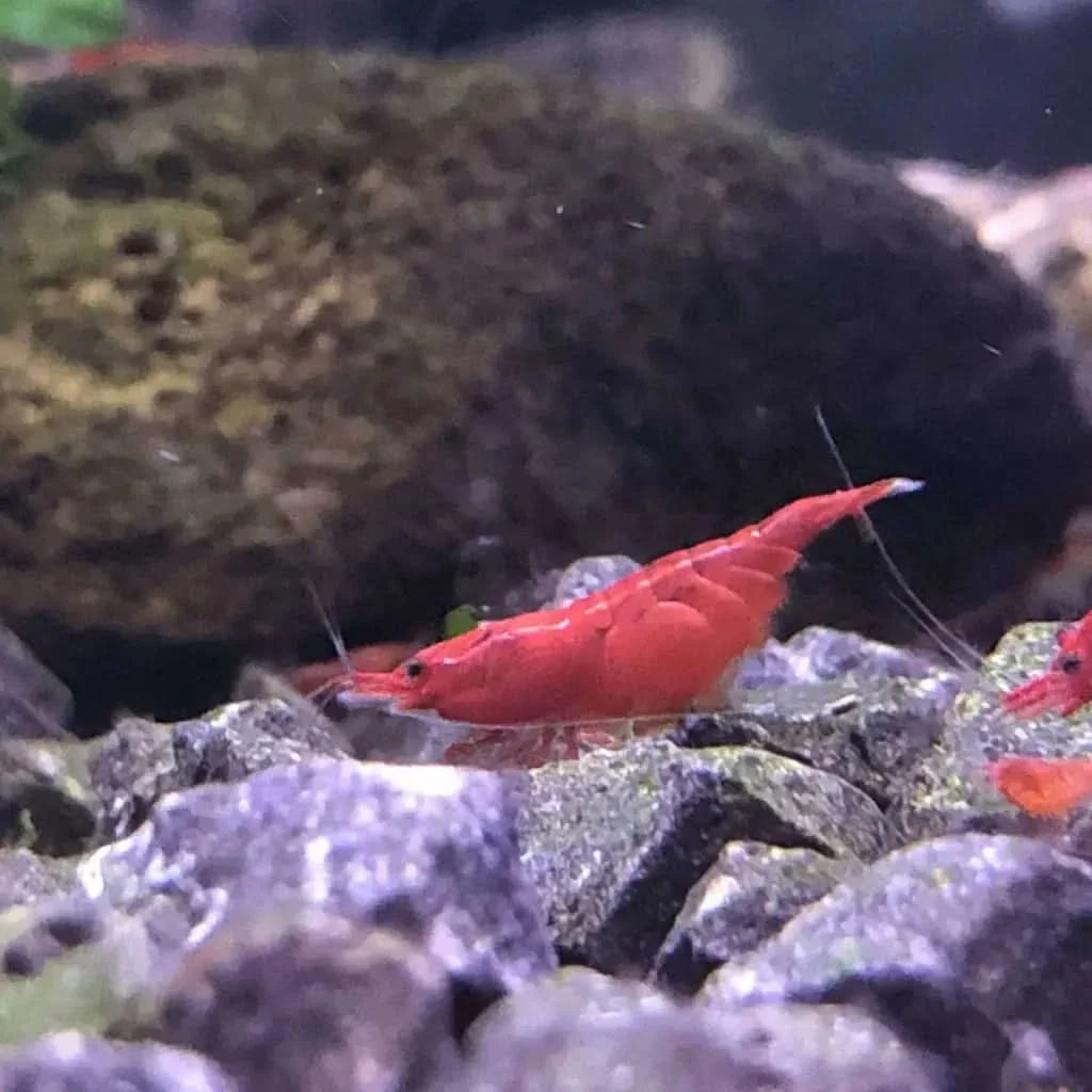 Vibrant red cherry shrimp.