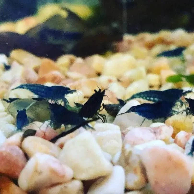 Blue and black shrimp.