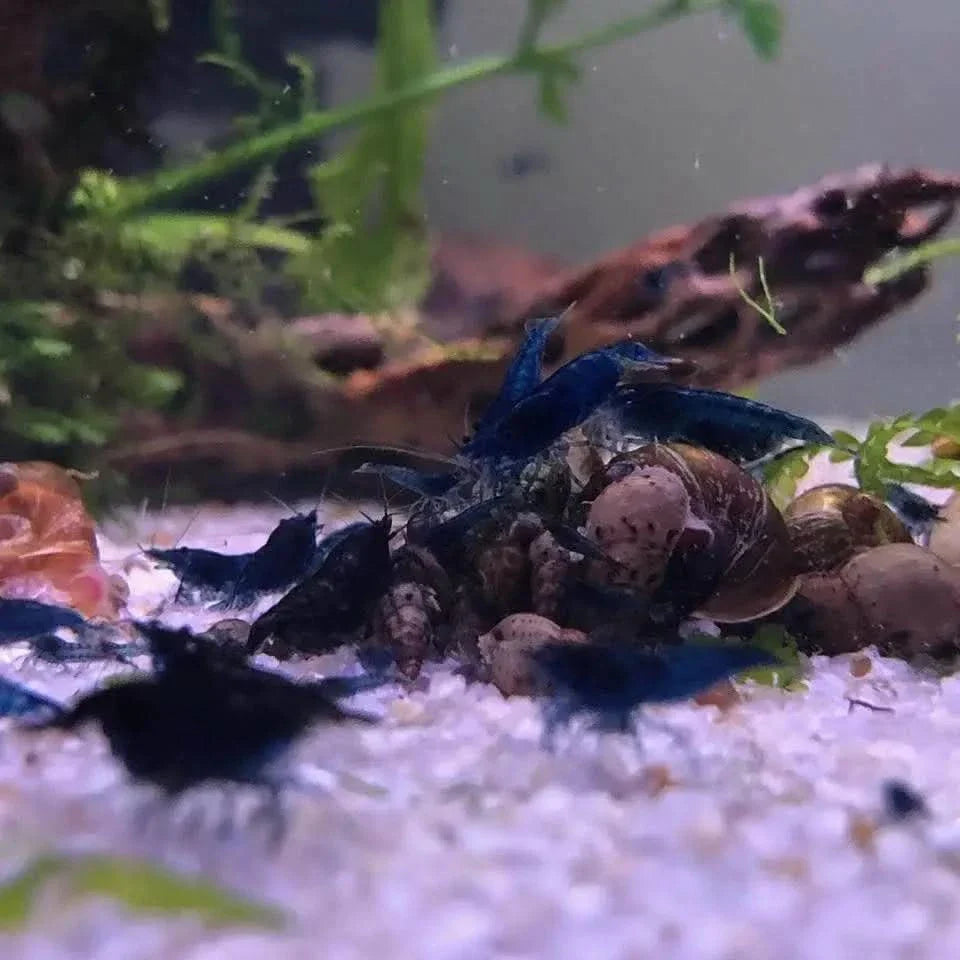 Aquarium shrimp feeding.