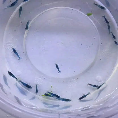 Blue shrimp in a container.