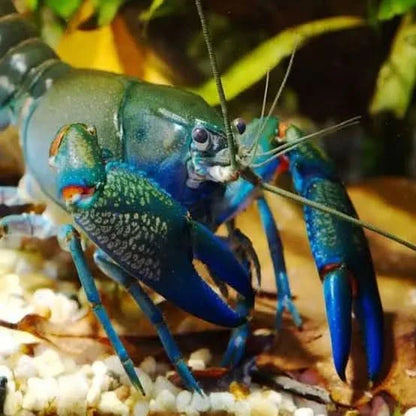 Vibrant blue crayfish.