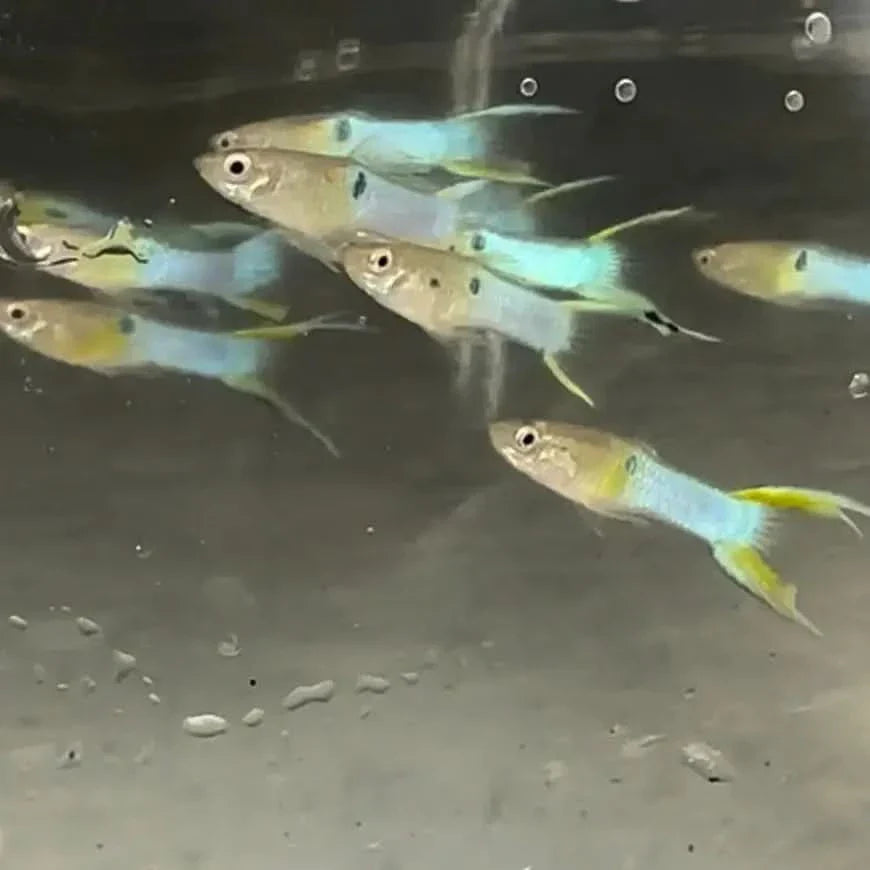 School of colorful guppy fish.