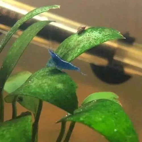 Blue shrimp on green leaves.